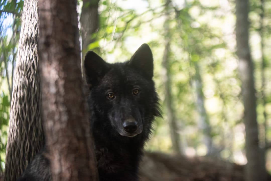 Black wolfdog behind a tree at Refuge Ridge