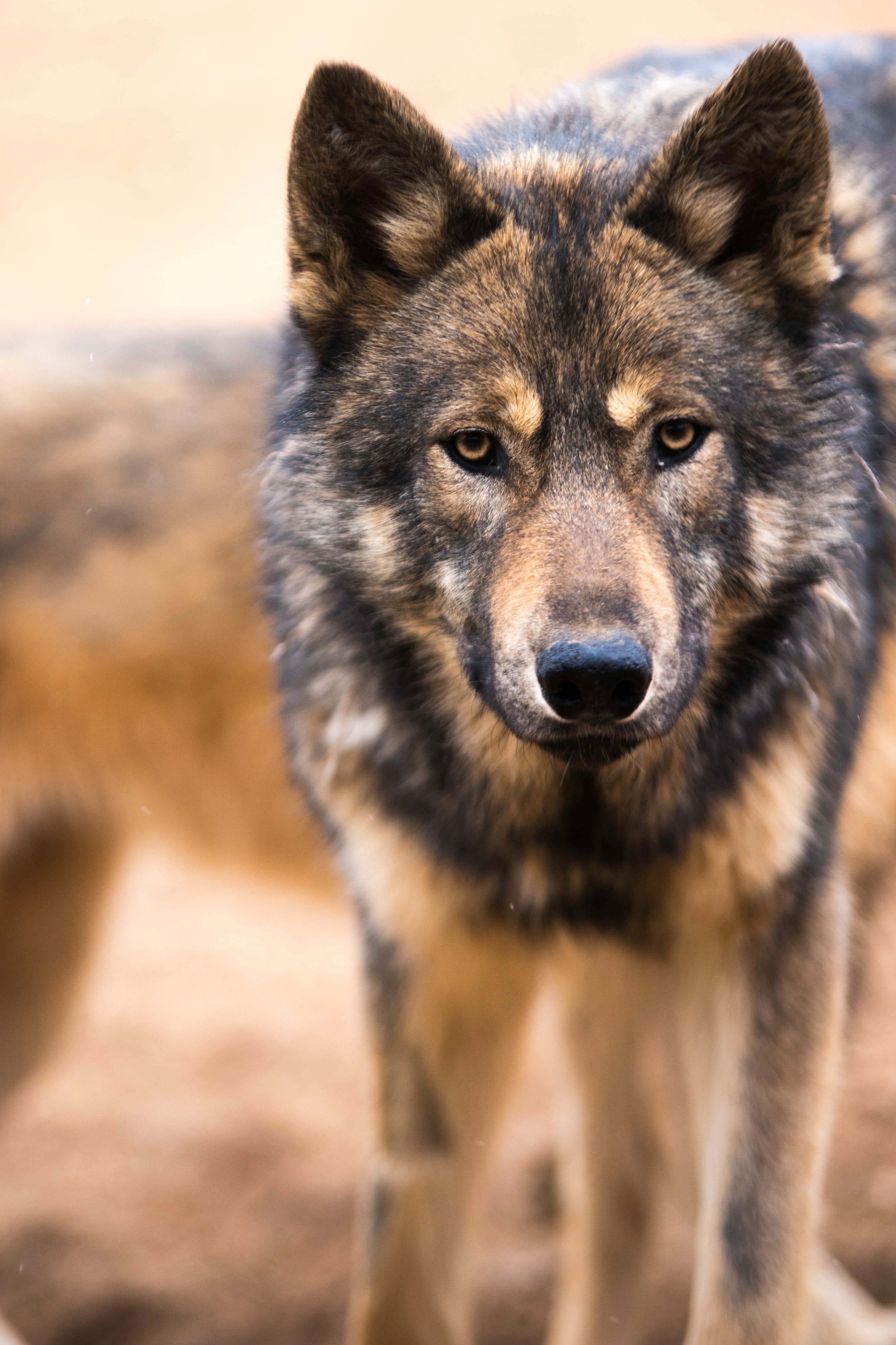 Two wolfdogs at Refuge Ridge
