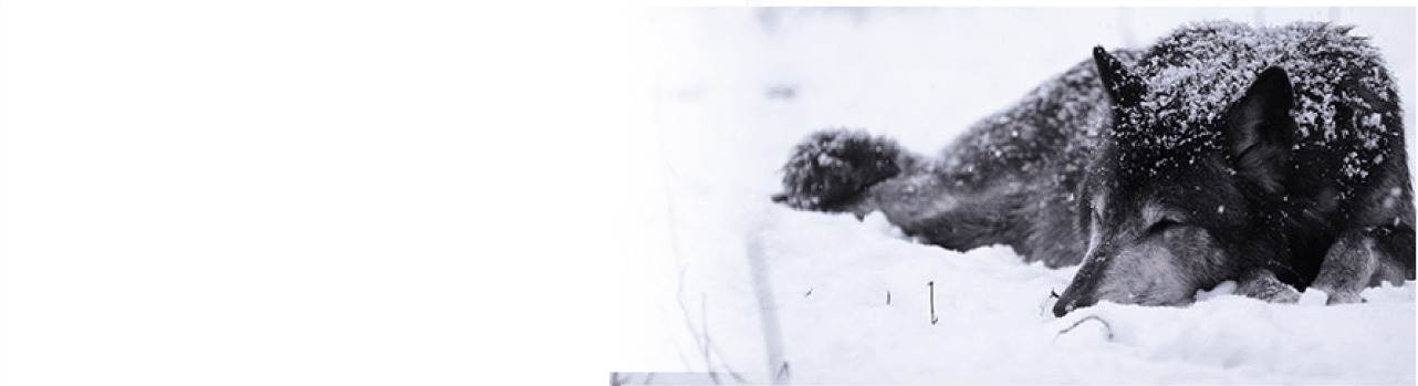 Wolves at Refuge Ridge