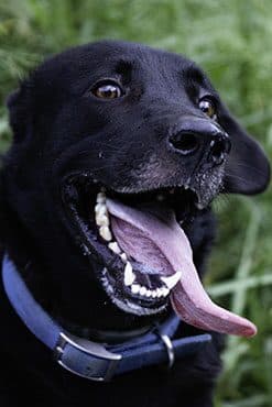 Bo